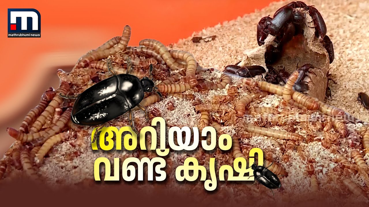 കുറഞ്ഞ മുതല്‍മുടക്ക്, വന്‍ ലാഭം.. അറിയാം വണ്ടുകൃഷിയെപ്പറ്റി | Worm Cultivation | Mathrubhumi News