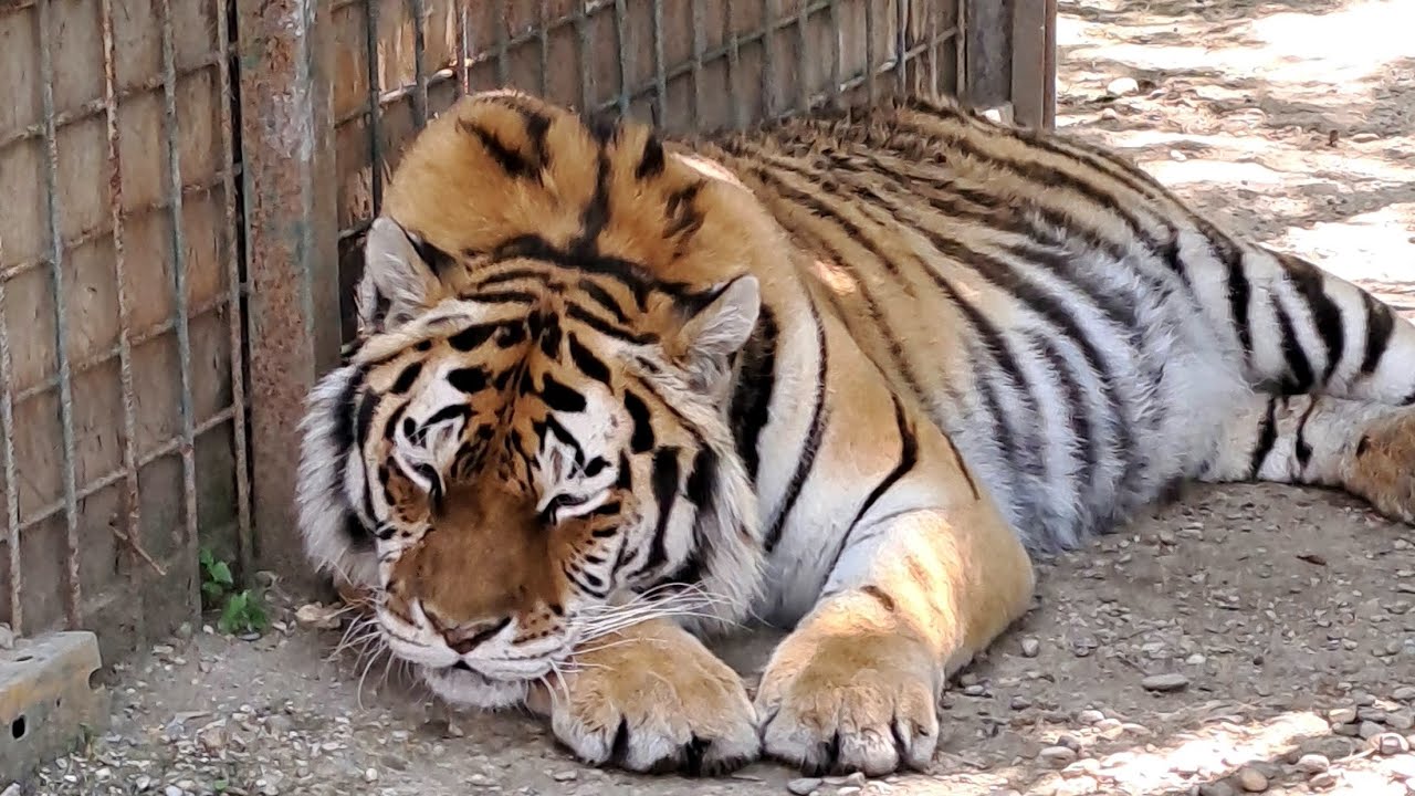 Oáza Sibírskeho tigra pri Senci