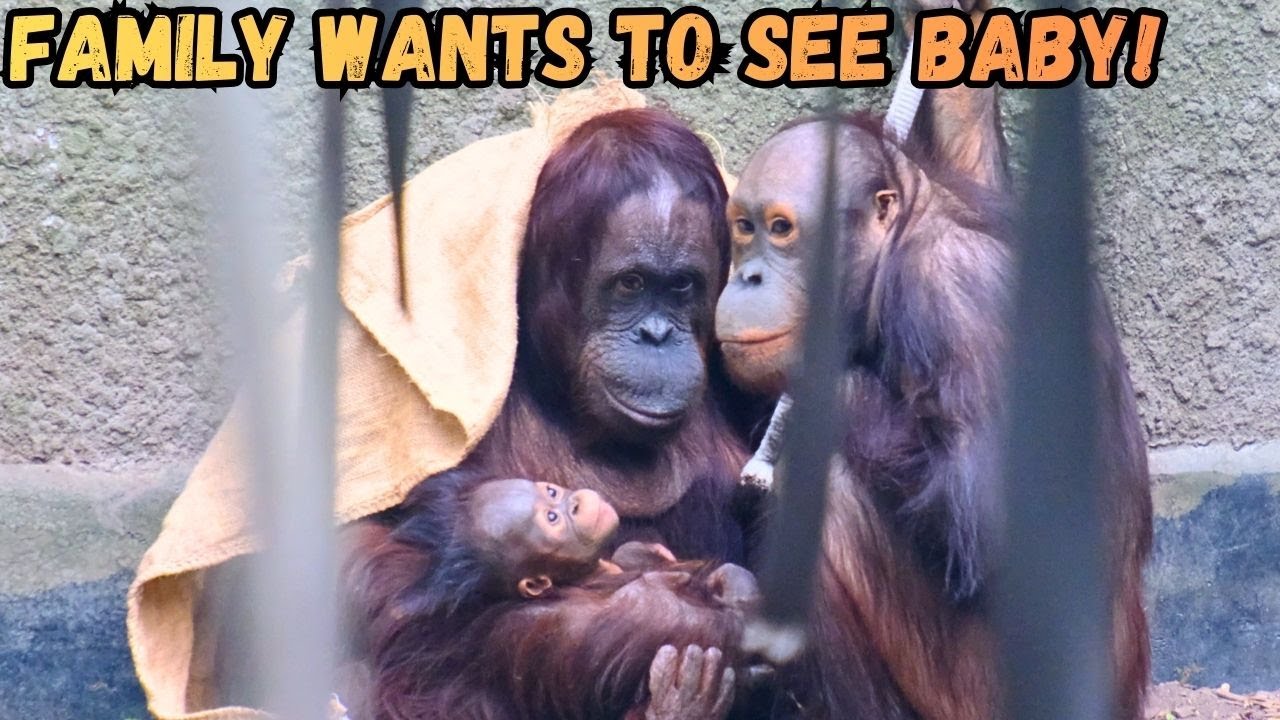 Brother and Sister Want To Meet New Baby Orangutan