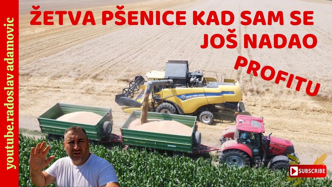 ŽETVA PŠENICE KAD SAM SE JOŠ NADAO PROFITU ; THE WHEAT HARVEST WHEN I WAS STILL HOPING FOR A PROFIT