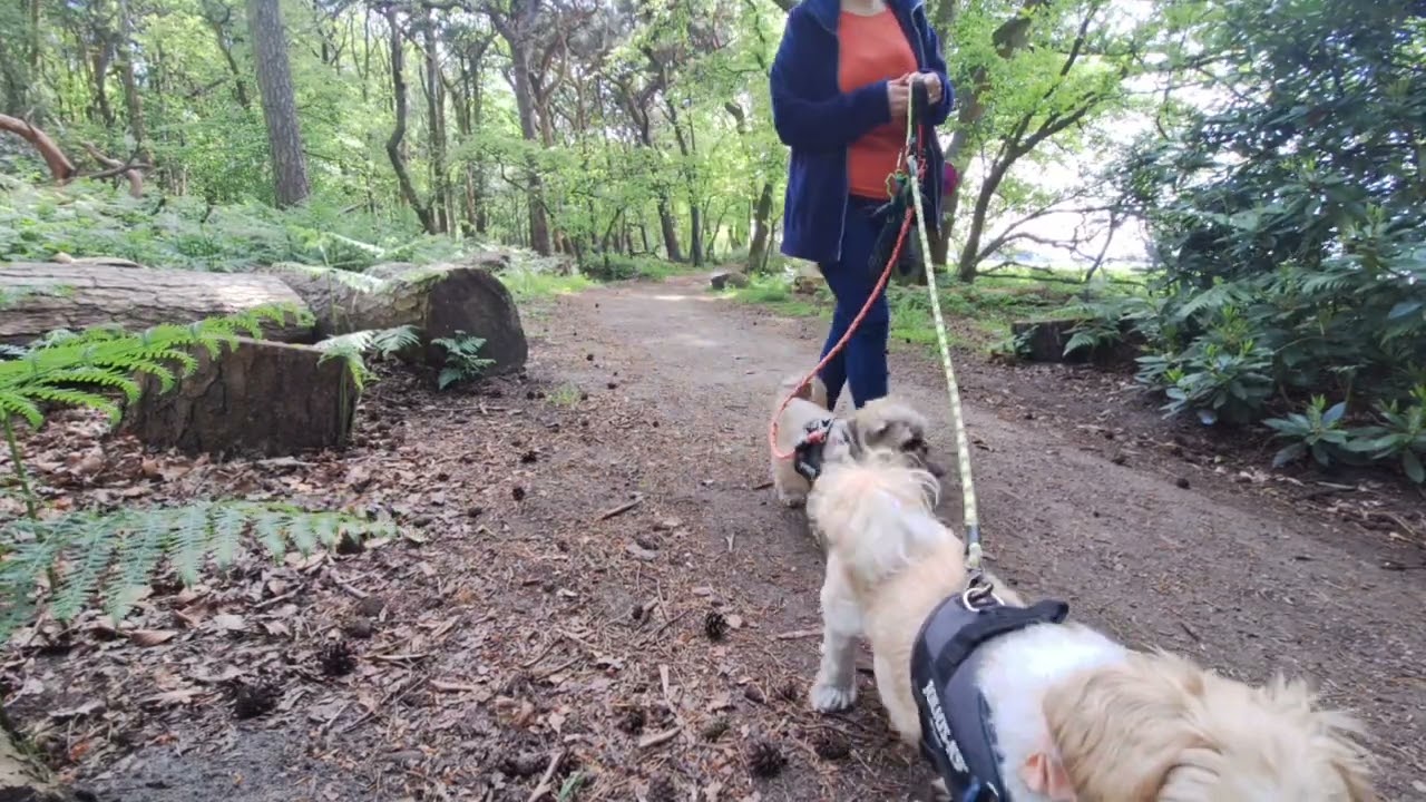 11.05.2024 Mere Sands Wood Ep.5