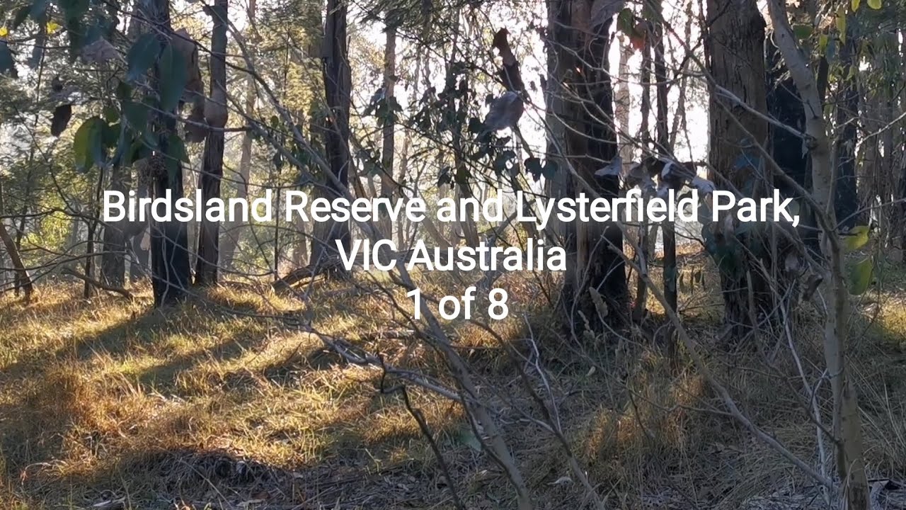 Trail Run n Scenic Stop 1, Birdsland n Lysterfield Park #reserve #listen #observe @SPsiuping