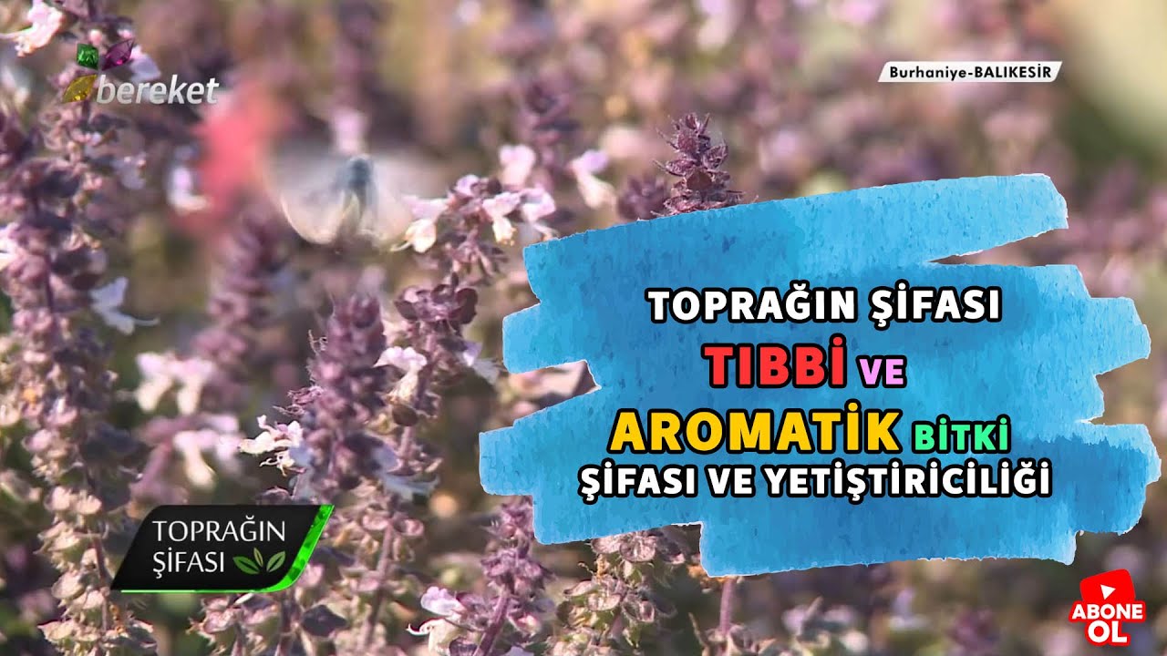 Toprağın Şifası - Tıbbi ve Aromatik Bitki Şifası ve Yetiştiriciliği