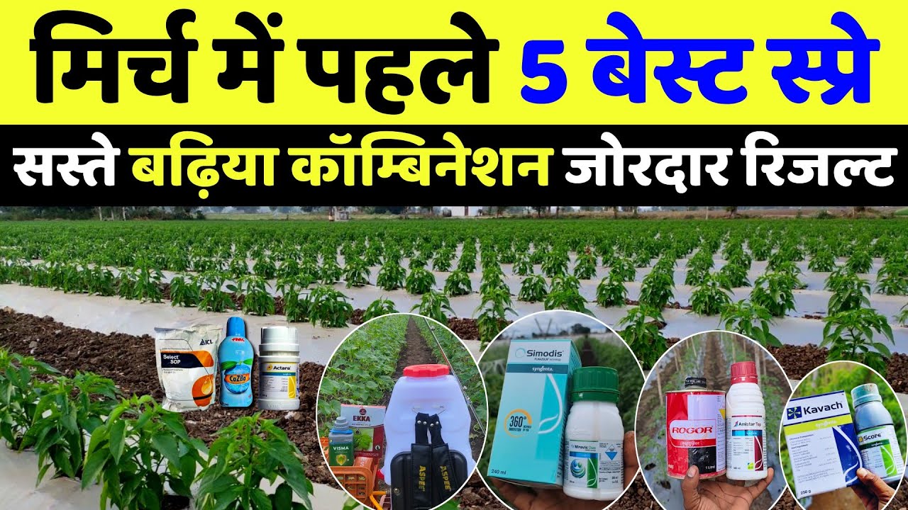 Mirchi ki kheti | मिर्च की खेती | मिर्च में पहले 5 बेस्ट स्प्रे | Mirch ke liye best kitnashak dawai
