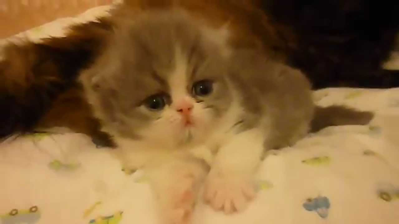 Pansy's 3 Week Old Persian & Himalayan Bi-Color Kittens - April 26, 2015