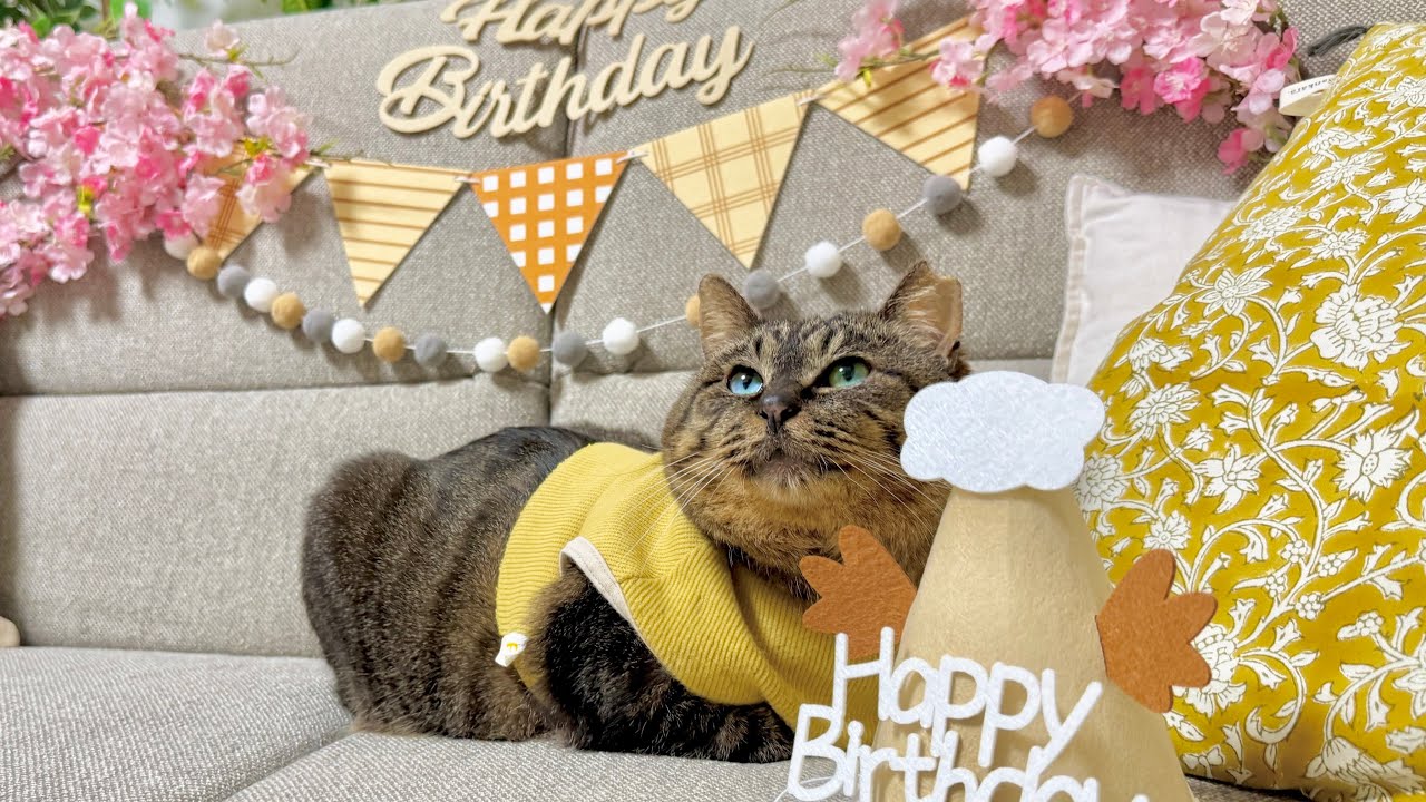 【祝1周年】地域猫から家族へ。初めての記念日にご馳走を用意したら「いつもの」が良かった猫の様子がこちら…笑