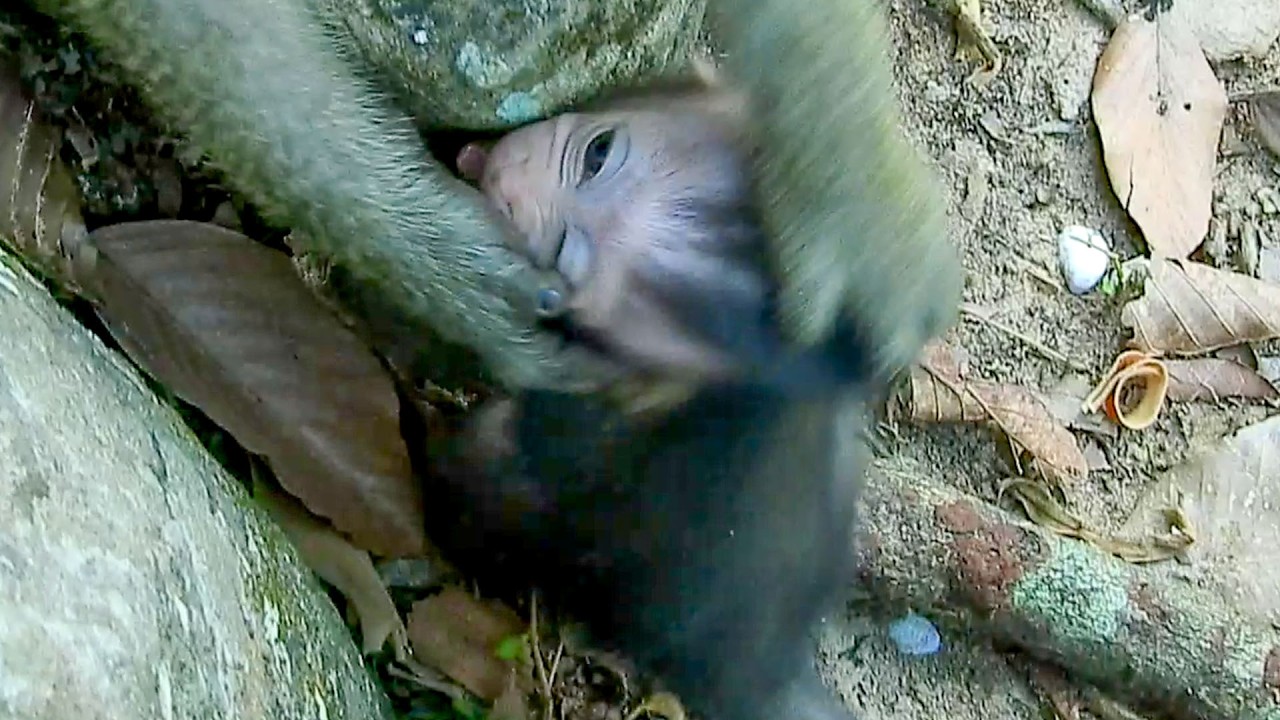 Cute tiny AVERY falls in hole stone, young mother tries take him very carefuly.