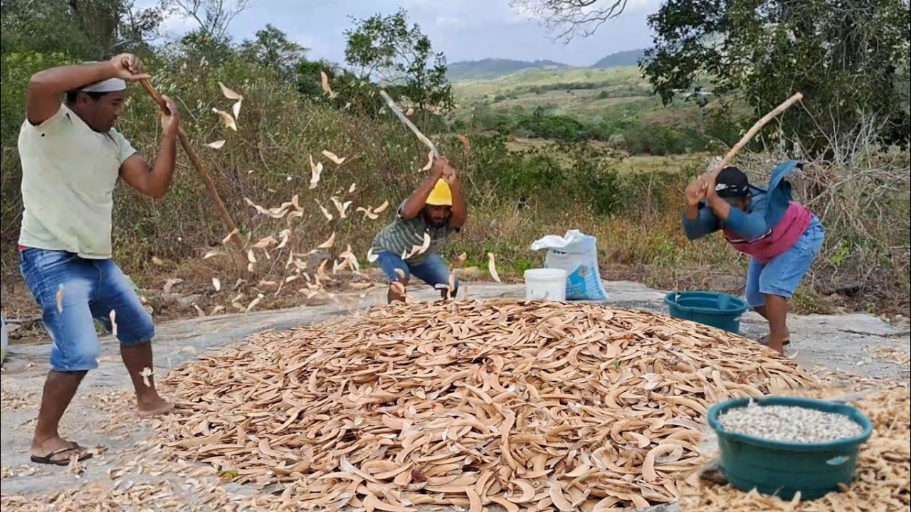 BATIDA DE  FAVA Á BRAÇO NO LAGERO QUENTE FOI INCRÍVEL 😱