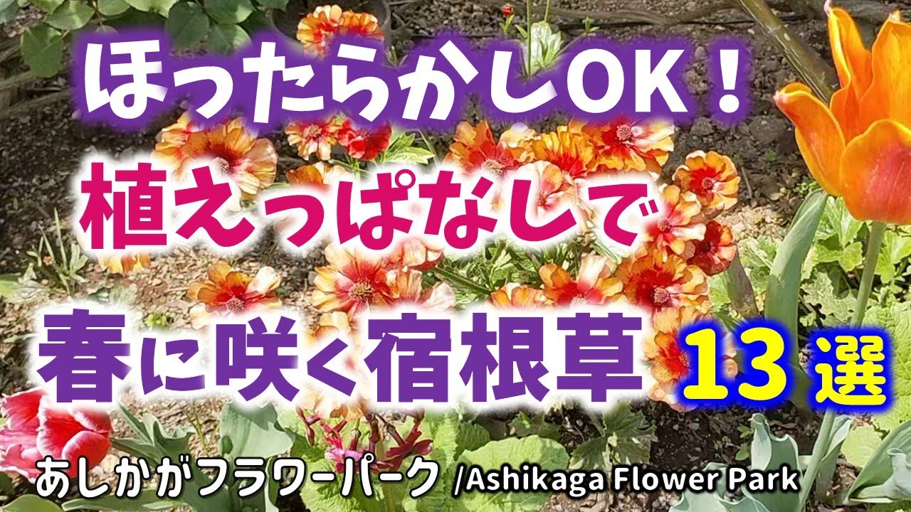 【ガーデニング】ほったらかし・植えっぱなしOK！春になるといつも咲く宿根草13選の紹介！あしかがフラワーパーク・園芸のプロから学ぶ！【栃木県足利市】Gardening