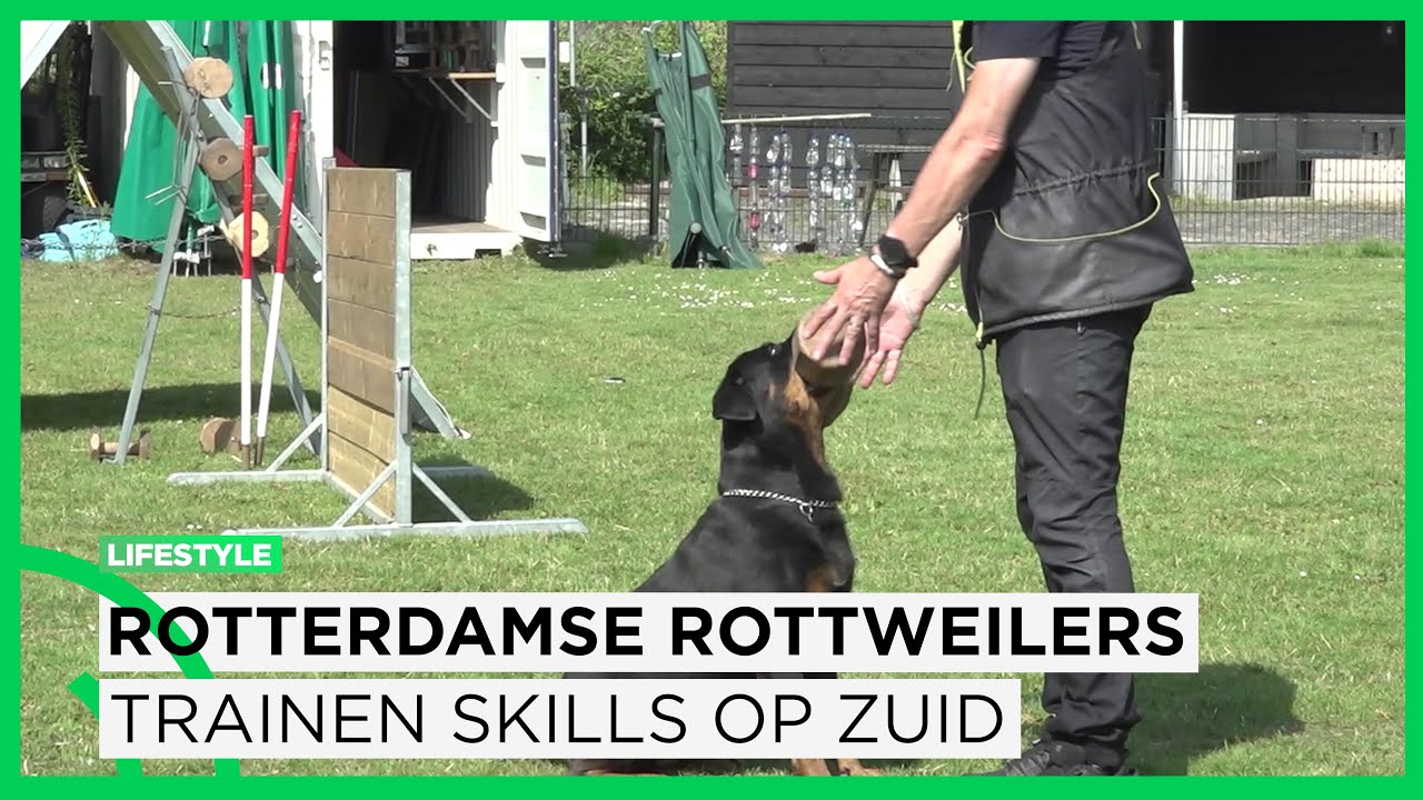 Rotterdamse Rottweilers trainen elke zondag in IJsselmonde: ‘Het is een gemeenschap’ | LIFESTYLE