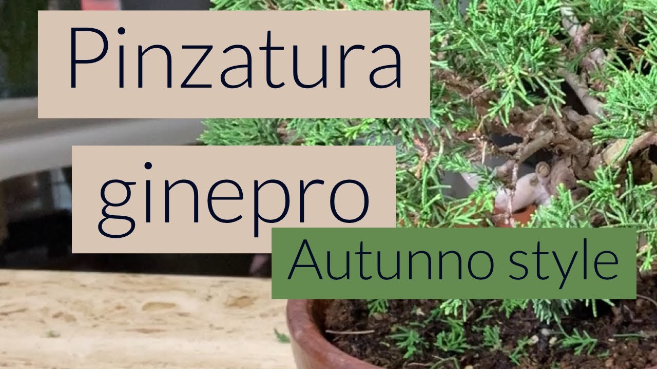 Pinzatura ginepro - Lavori autunnali