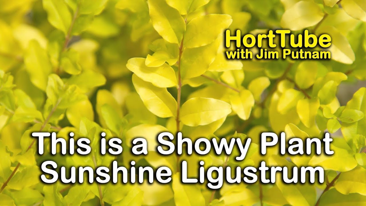 Sunshine Ligustrum - Super Showy Gold Foliage Evergreen