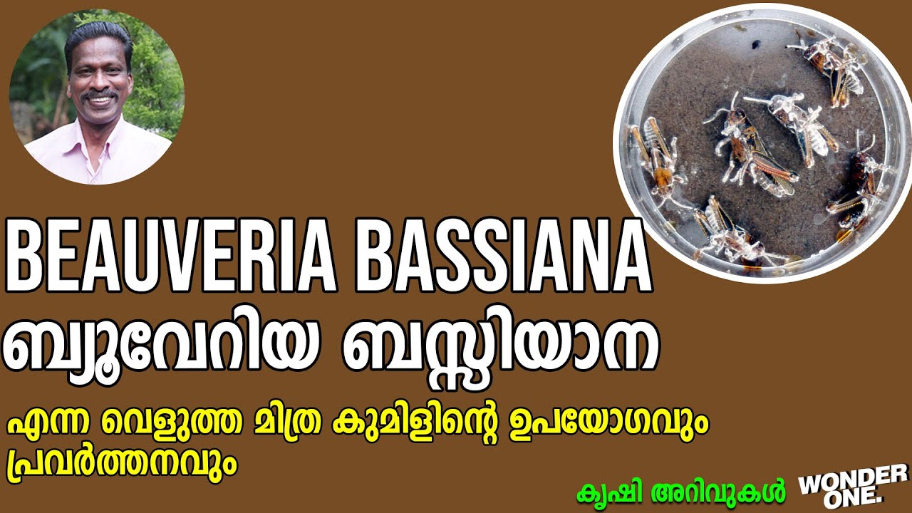BEAUVERIA BASSIANA | ബ്യൂവേറിയ ബസ്സിയാന എന്ന വെളുത്ത മിത്ര കുമിളിന്റെ ഉപയോഗവും പ്രവർത്തനവും