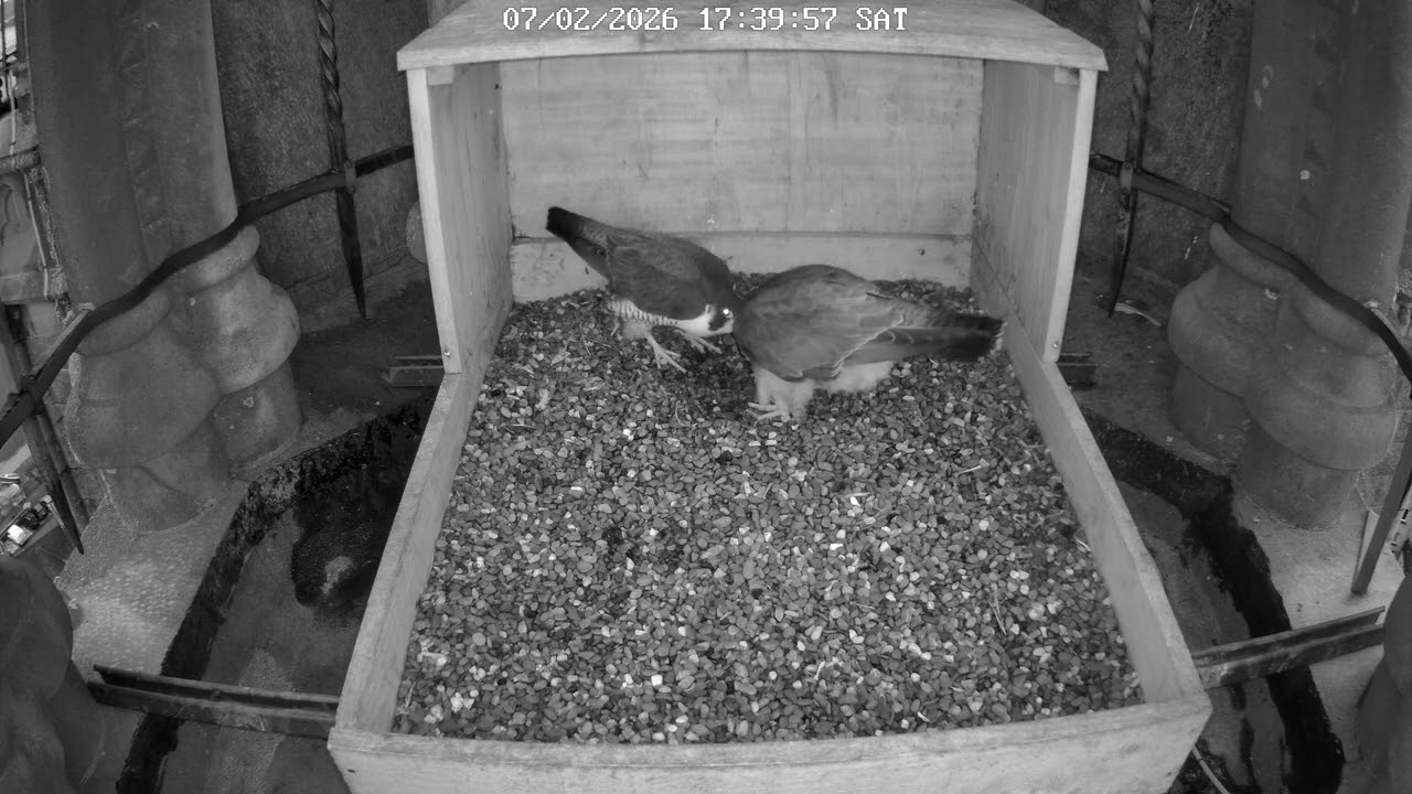 Peregrine Falcons in Cobh