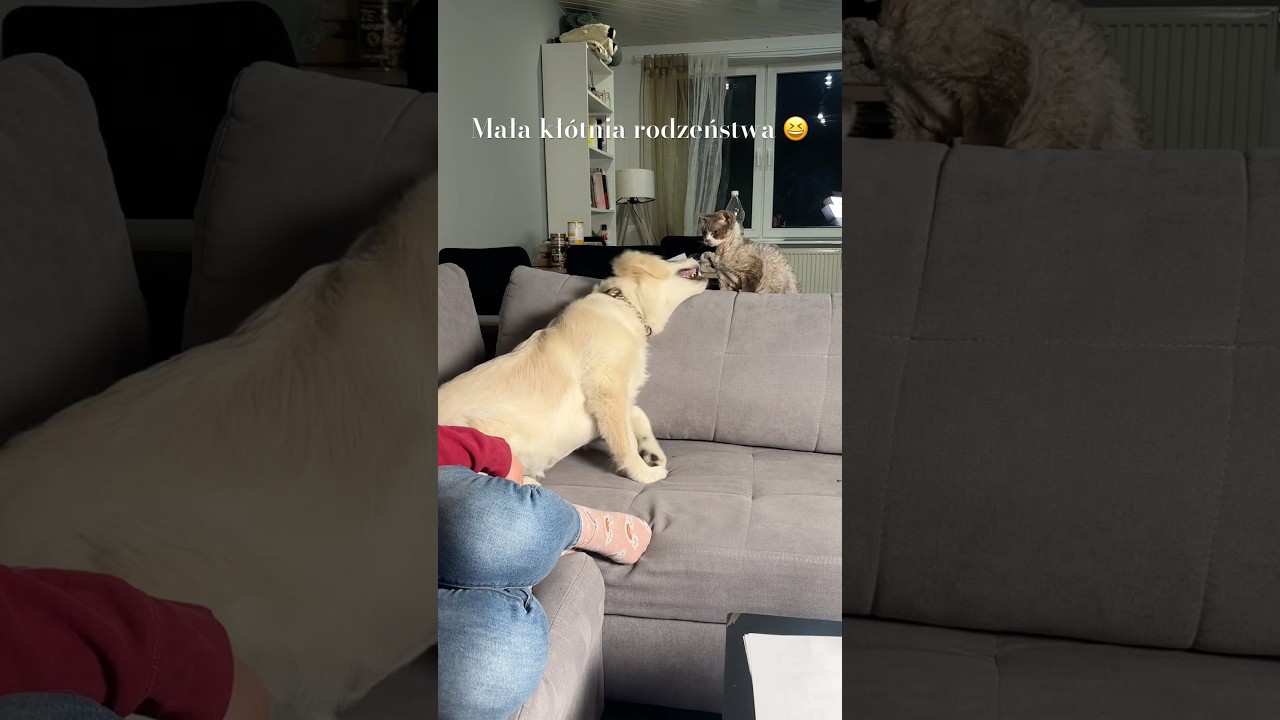 Panowie walczyli o miejsce u pani na kolanach 🤭#goldenretriever #devonrex #kociesprawy #psielove