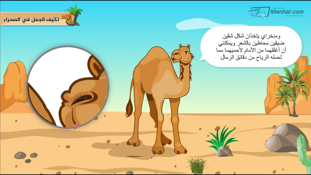 تكيف الجمل فى الصحراء