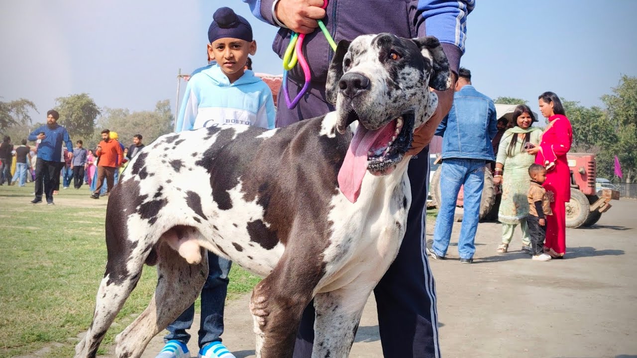 Dog Show Patiala 