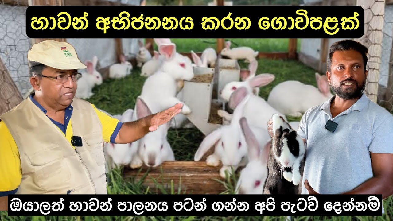 අඩු ඉඩකඩක ස්වයං රැකියාවක් ලෙස පවත්වාගෙන යා හැකි හාවන් පාලනය🐇/Rabbits Farming in Sri Lanka🐇#rabbit