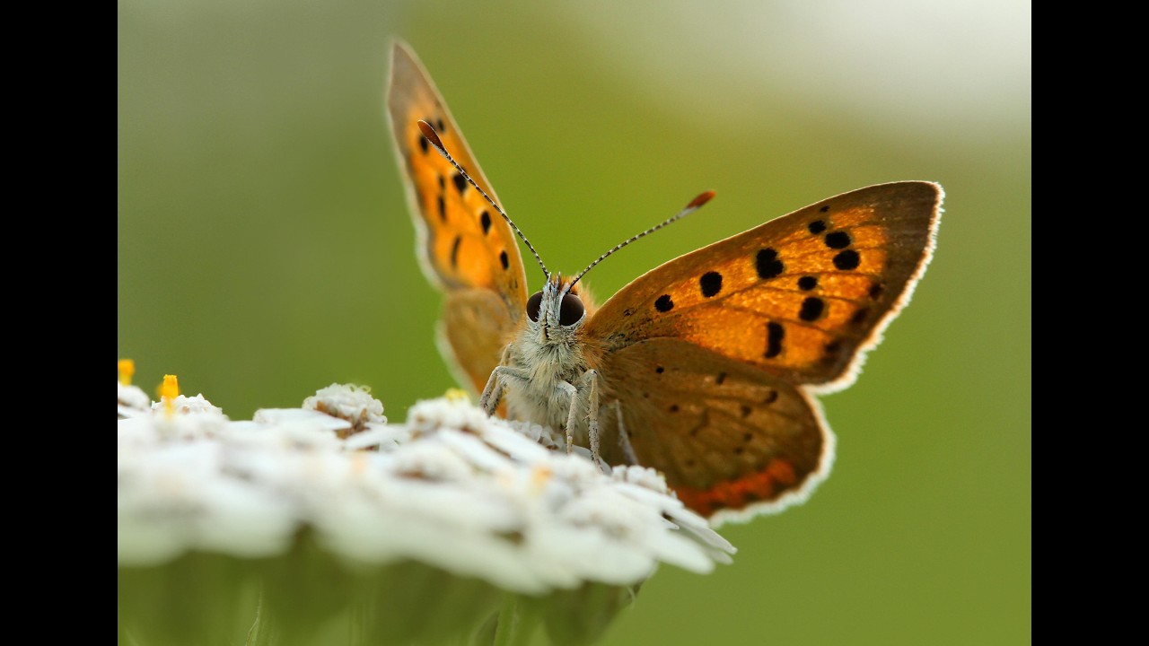 Creating a space for butterflies: Why caterpillar food plants matter