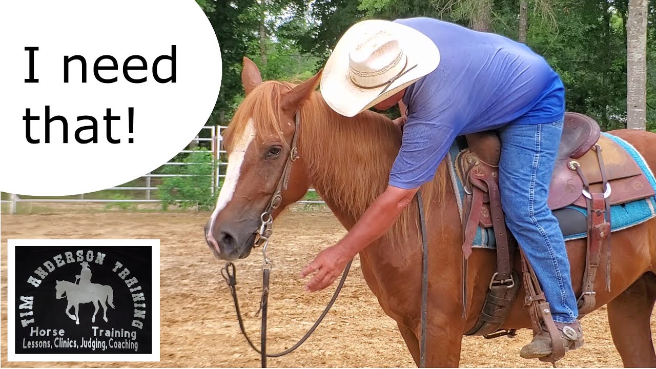 Enhancing Your Horse Training with Proper Rein Management