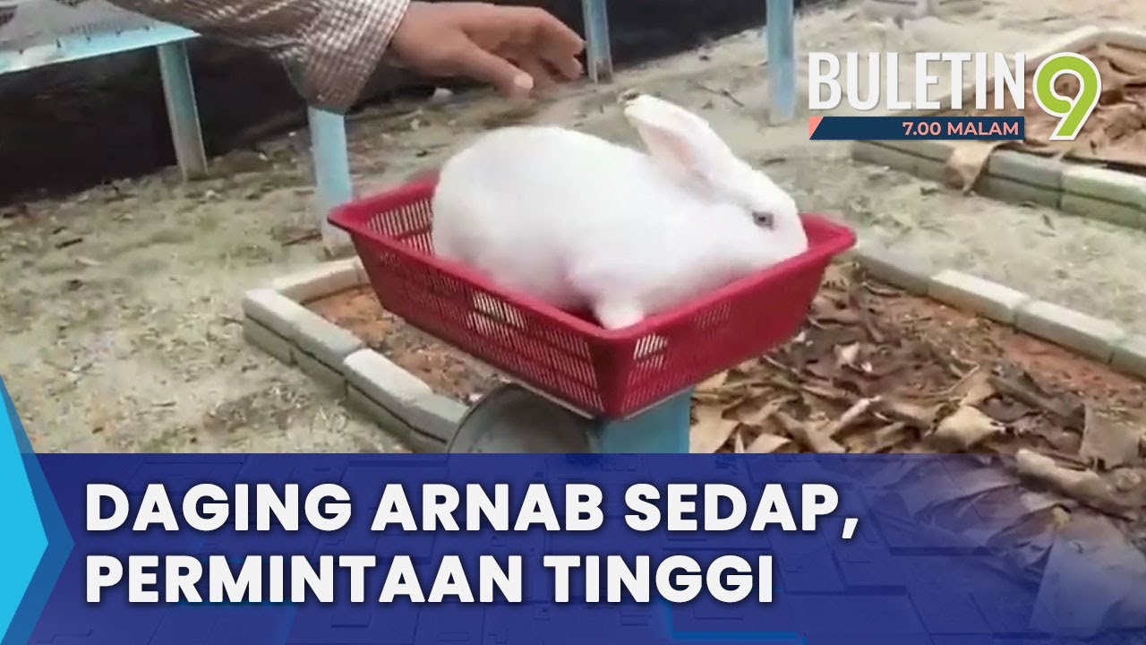 Penternakan Arnab Beri Pendapatan Sampingan Lumayan