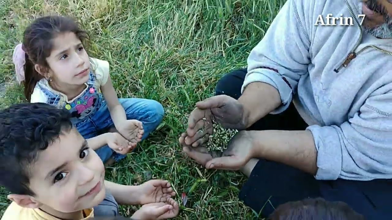 #اجمل_اجواء عملنا اطيب فريكة بلدي شغل عفرين 🌾🌾|# كفردلي تحتاني