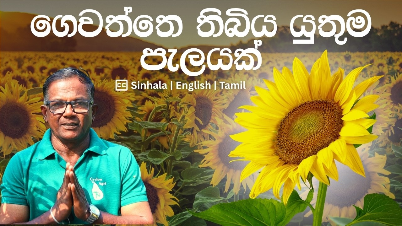 ඔබේ ගෙදරත් වවන්නම ඕන ඖෂදීය මලක් | Sun Flower | CeylonAgri | Epi.463