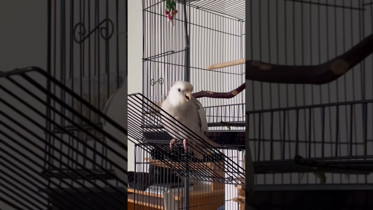 My Cockatiel Sounds Like The Rainforest