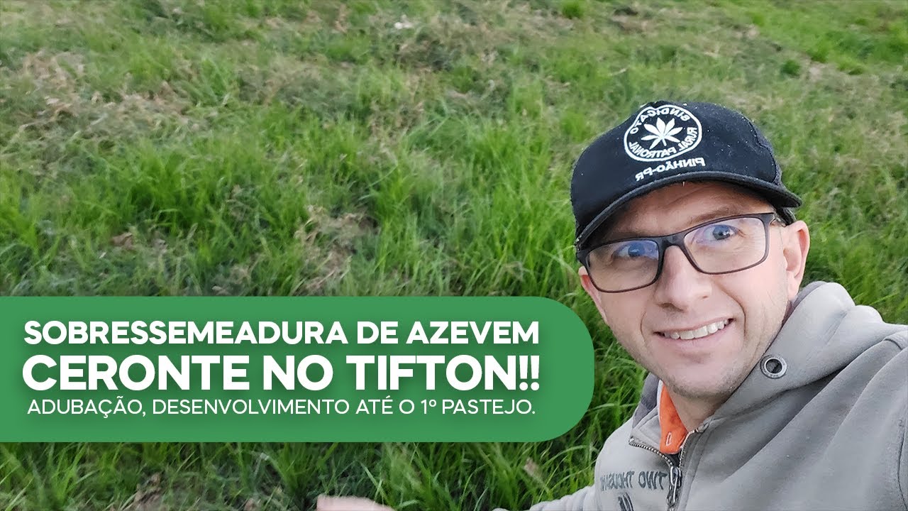 Sobresemeadura de Azevem Ceronte no Tifton!!! Adubação e desenvolvimento até o 1º Pastejo. (v62)