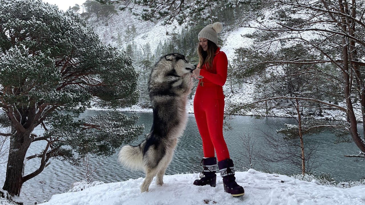 Red Riding And Her Wolves! Snow Dogs In Winter Wonderland! (So Beautiful!!)