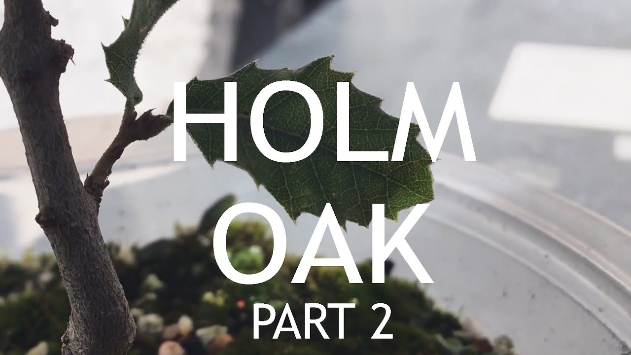 Holm Oak bonsai from seed. 2