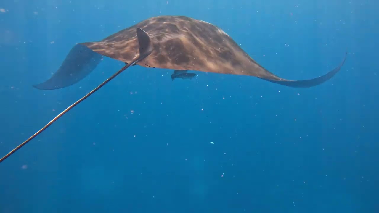 Maldives 2024 - Safari Island Snorkeling
