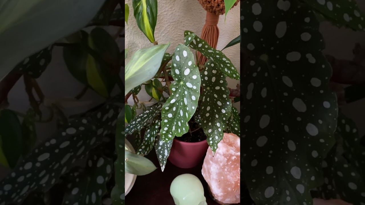 Indoor Jungle #houseplants #plants #indoorplants #indoorjungle #plantcollection #planttour