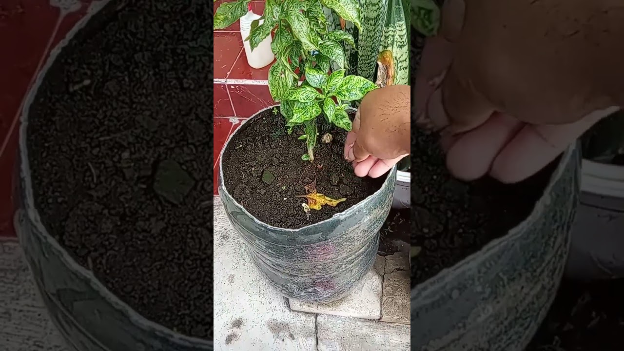Cara Pemupukan Cabai Dengan Pupuk Urea #shorts