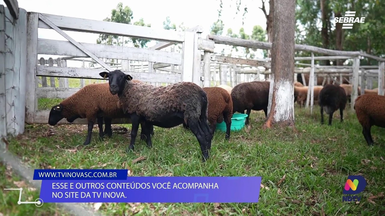 AO VIVO: Balanço Geral Florianópolis | 12/02/2026 | NDTV RECORD
