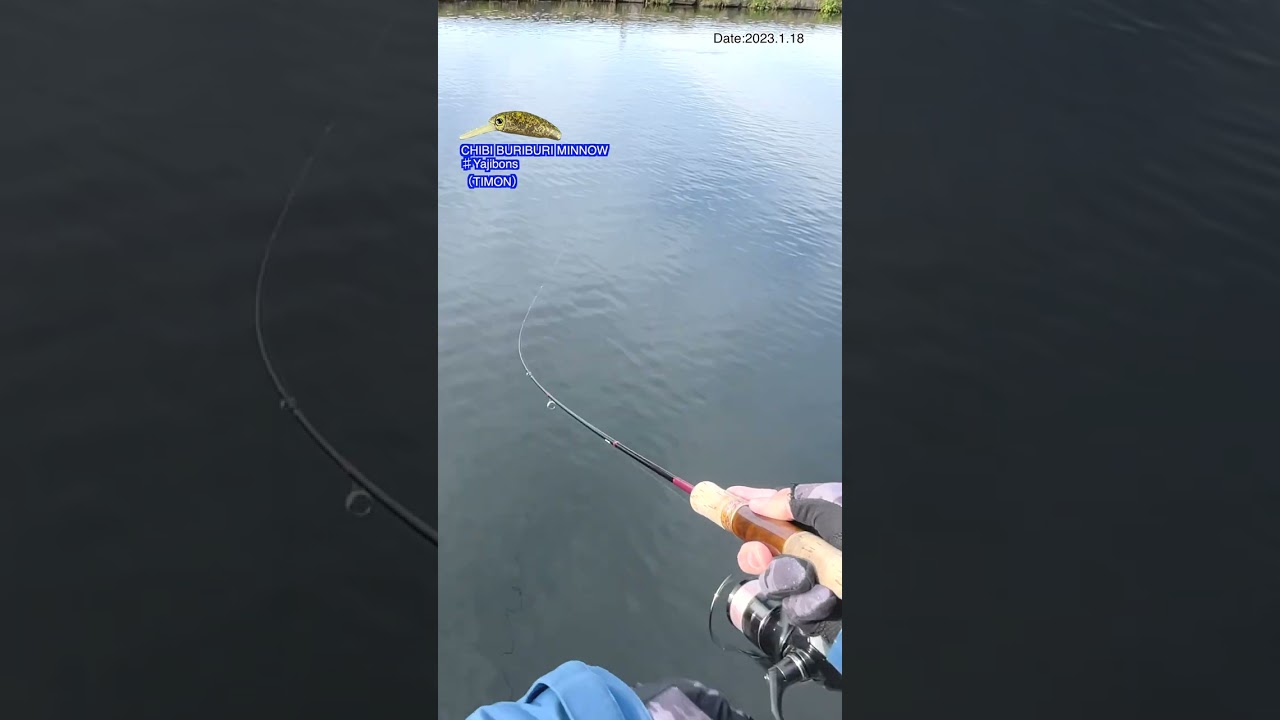 【AREA TROUT Fishing】CHIBI BURIBURI MINNOW♯Yajibons（TIMON）2023.1.18
