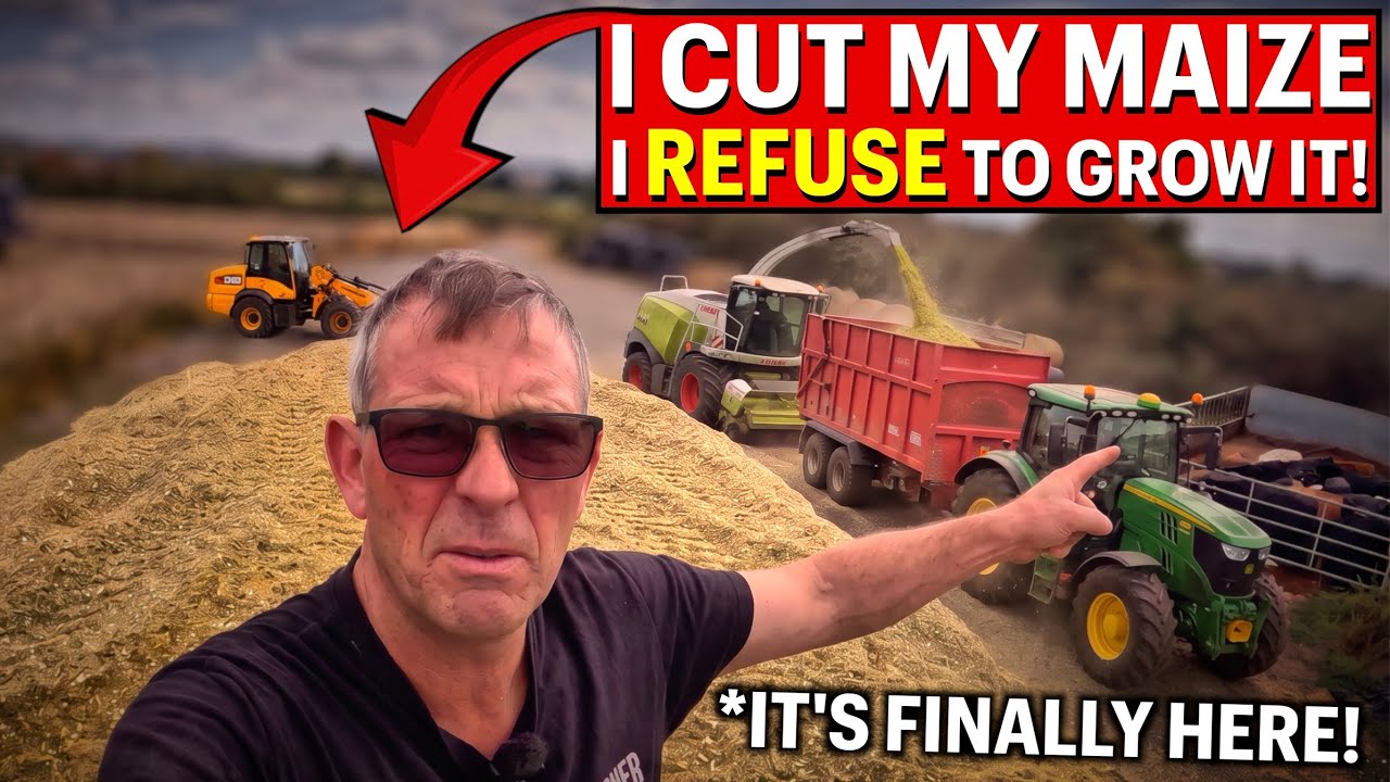 Chopping My HUGE Maize Crop - But It&rsquo;s The Last Time I&rsquo;ll Grow It!!