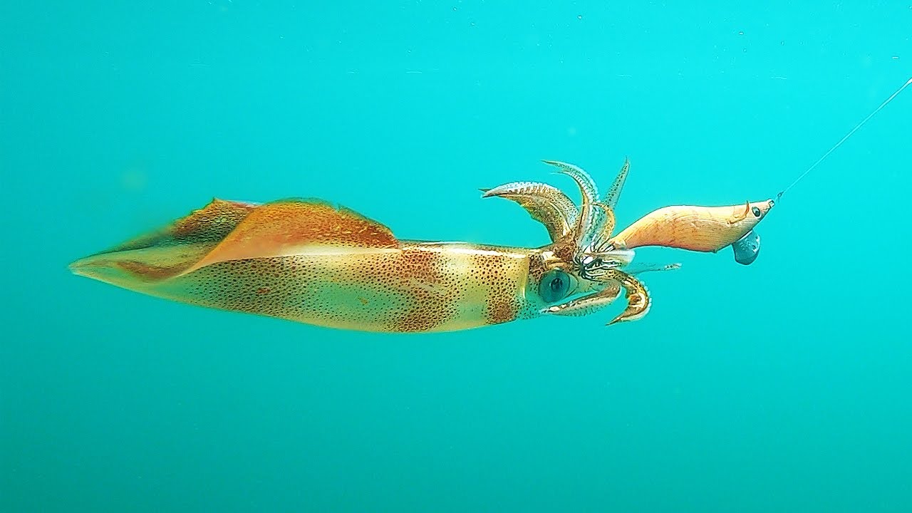 Best squid fishing I have ever seen! (catch & clean)