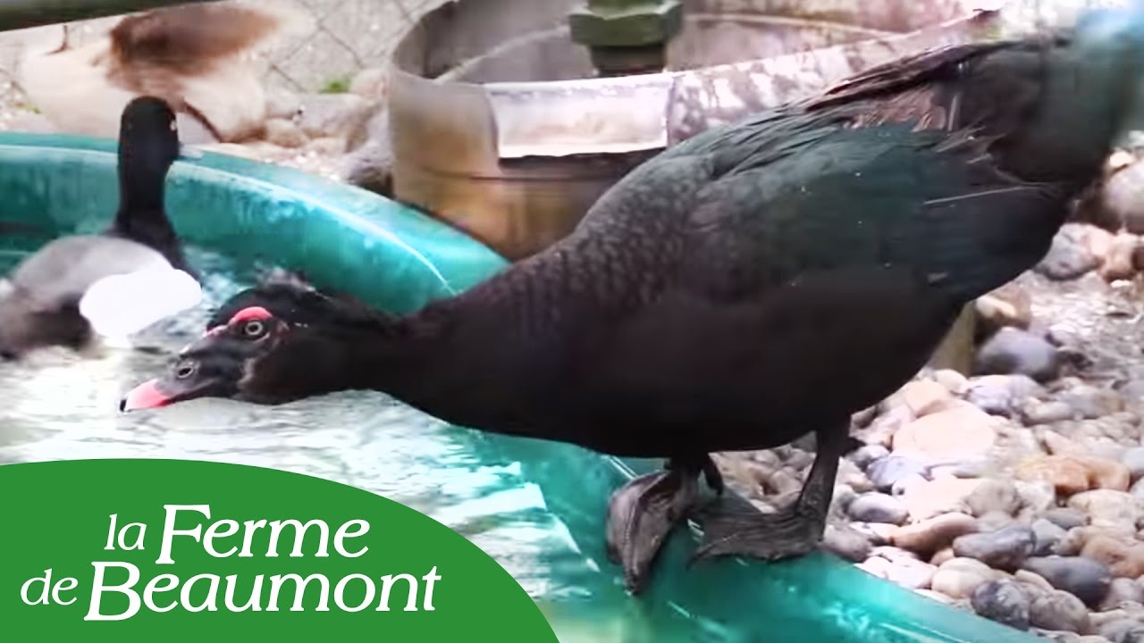 Le Canard de Barbarie - Ferme de Beaumont