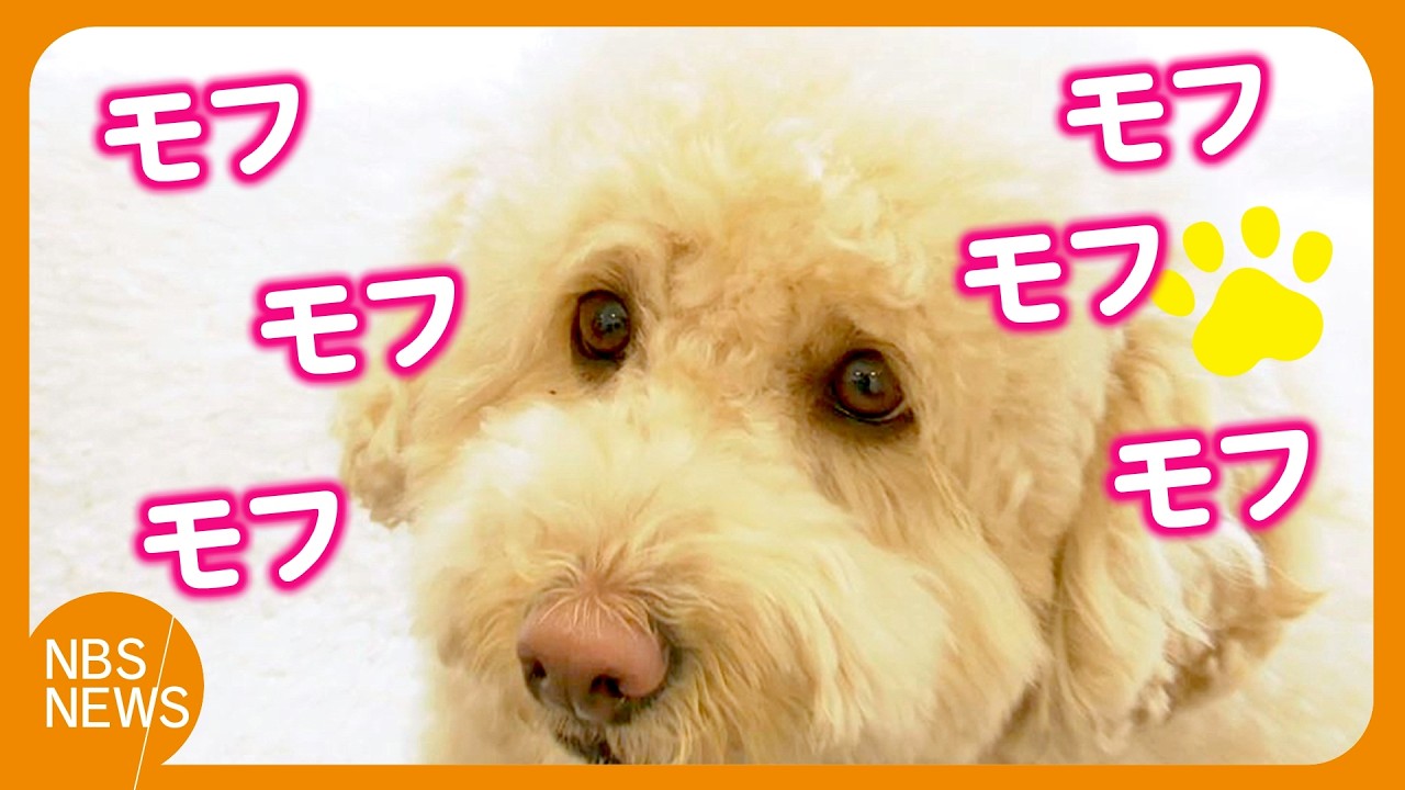 「モフモフモフモフモフモフ   ふわふわしてて幸せな気持ち」