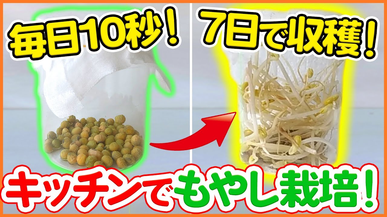 【スプラウト栽培】超お手軽！ビンで自家製もやし栽培！枝豆もやしのスプラウト栽培方法！Home grown bean sprouts【シェア畑】【家庭菜園】
