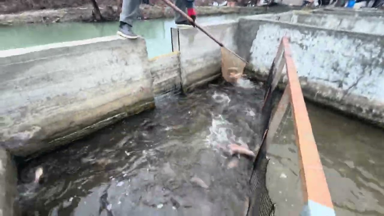 Речная форель 