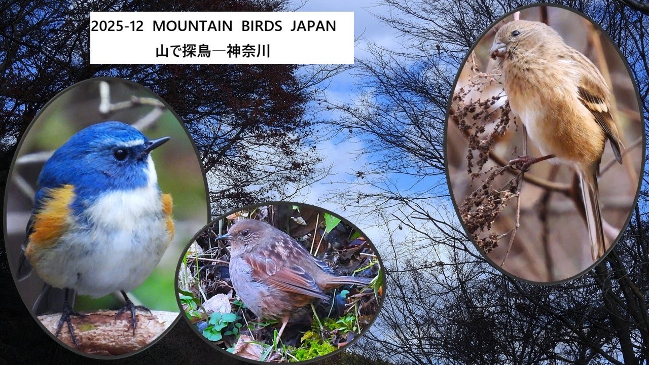 2025 - 12 Mountain birds Japan -  山で探鳥- 神奈川