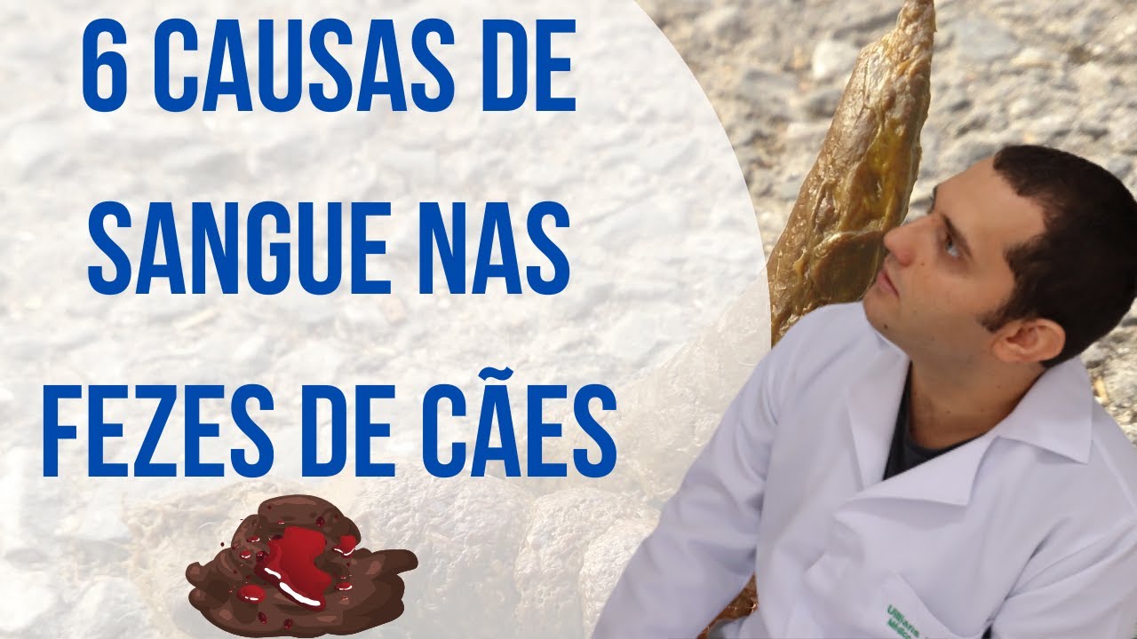 6 causas de sangue nas fezes de cães
