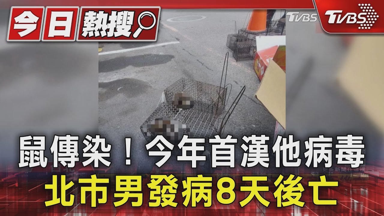 鼠傳染! 今年首漢他病毒 北市男發病8天後亡｜TVBS新聞 @TVBSNEWS01