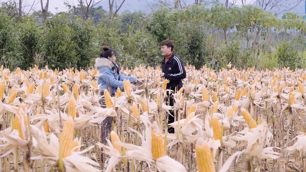Chủ Tịch Về Quê Thăm Nhà Bị Sai Đi Bẻ Ngô Lại Phải Lòng Em Gái Quê Và Cái Kết - Tập 1436