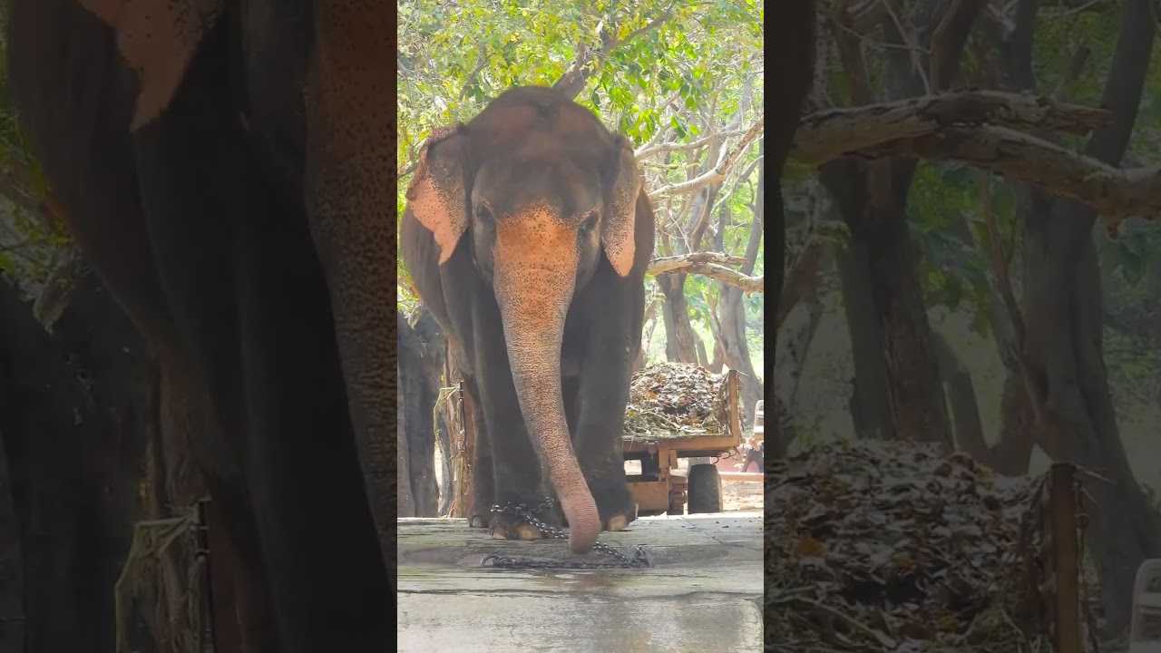 The Social Life of Elephants: Understanding Their Complex Communities