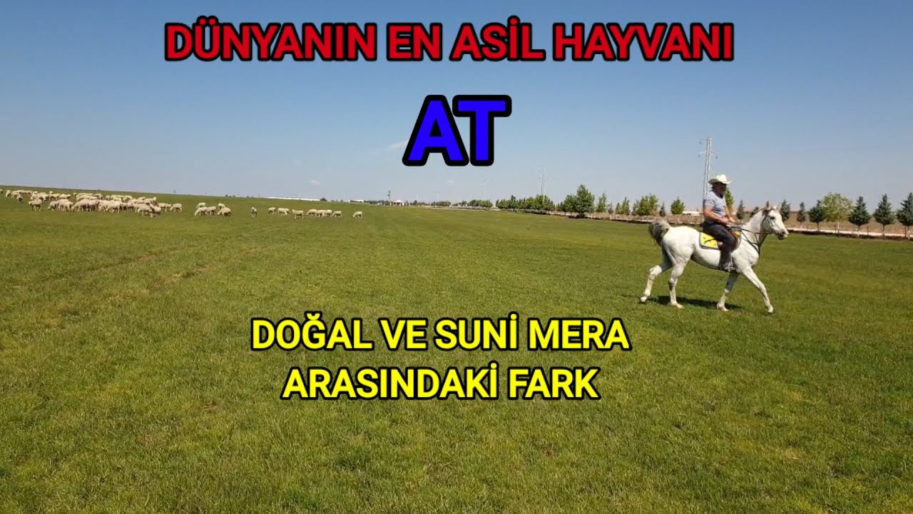 MERADA ATI GÖRÜNCE DAYANAMADIM | DOĞAL VE YAPA MERA FARKI | ASYA KOYUNCULUK VLOG5
