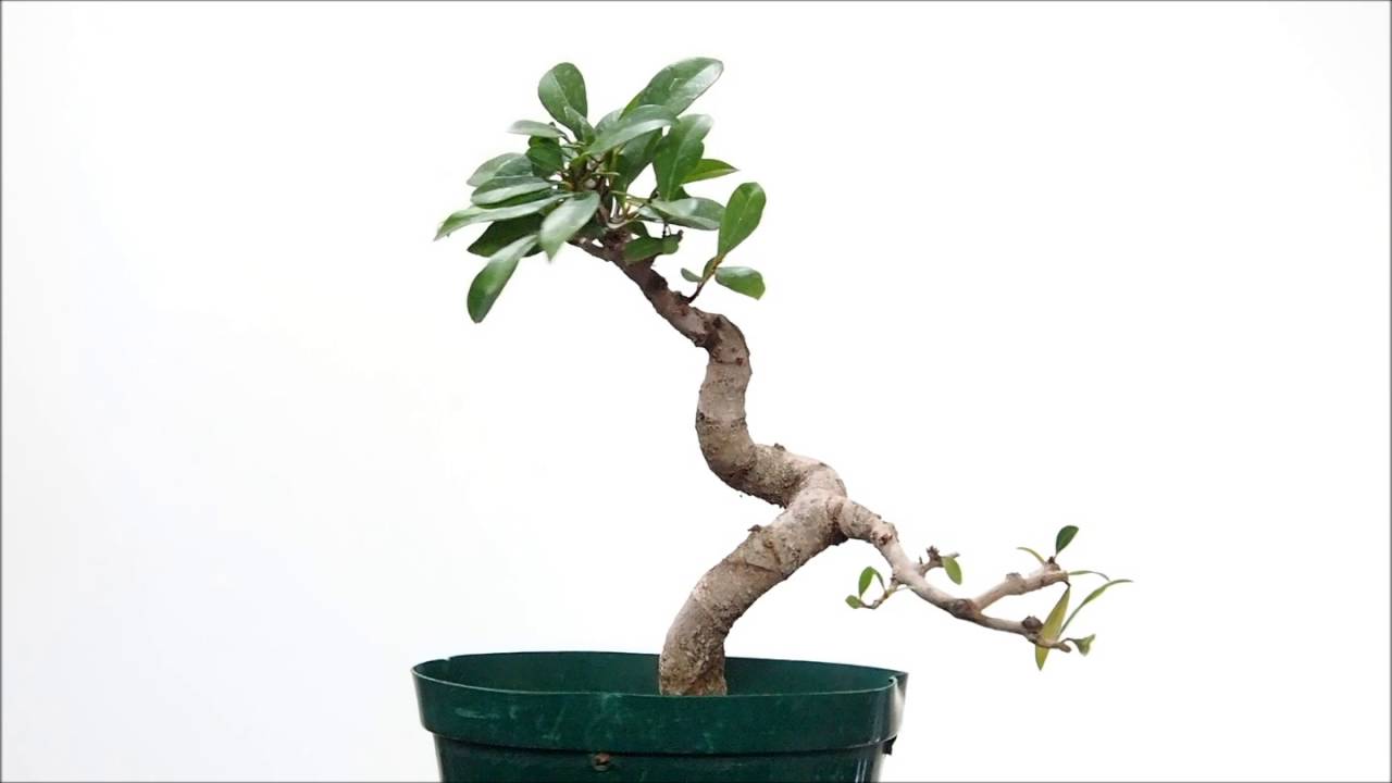 Brush Cherry - bonsai in training