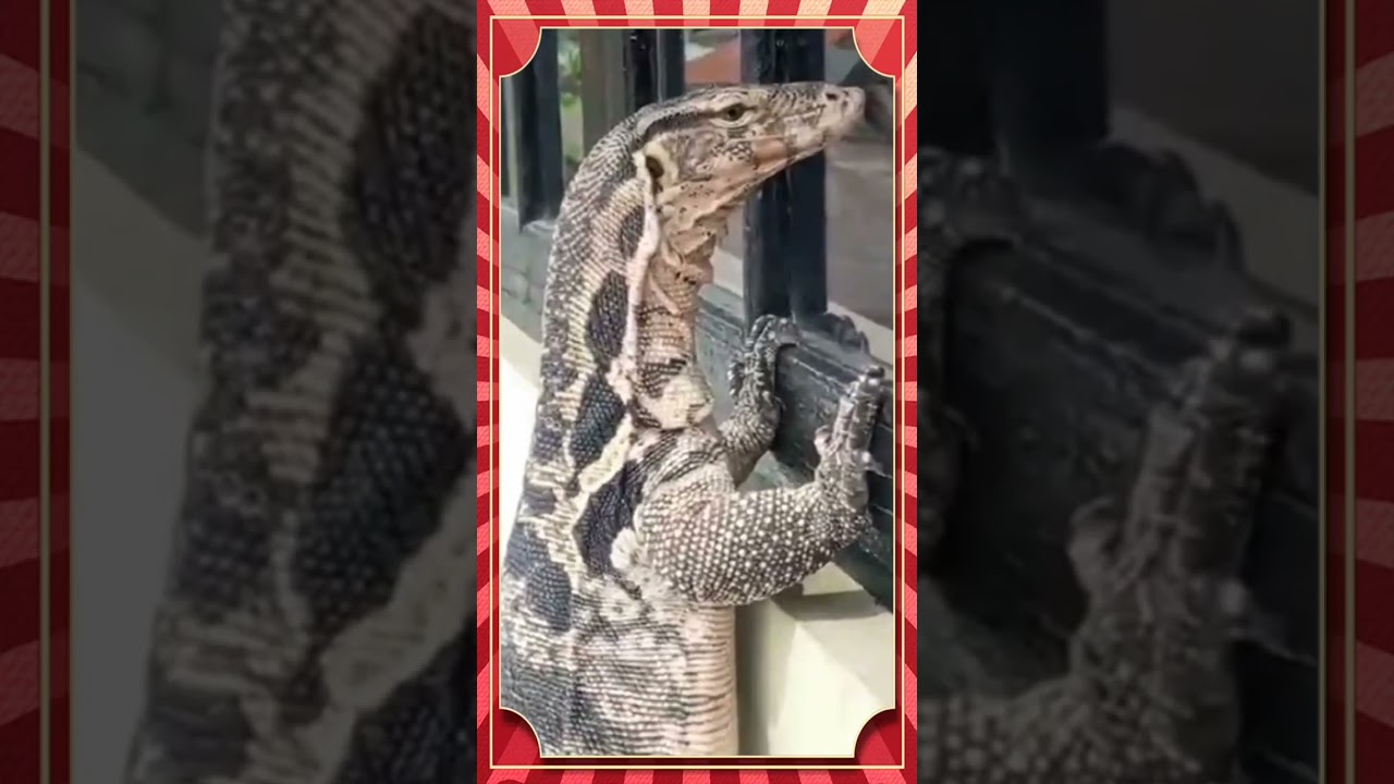 #Asian water monitor#Varanus salvator#varanid&nbsp;lizard